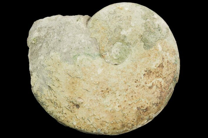 Ammonite (Glochiceras) Fossil - Germany #125882